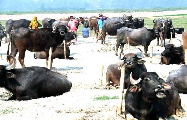ভোলার চরে মহিষ চুরির আতঙ্ক, খামারিদের ঘুম হারাম